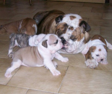 Allevamento Lion roadbulldog