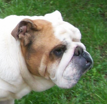 Brighton allevamento lion road bulldog
